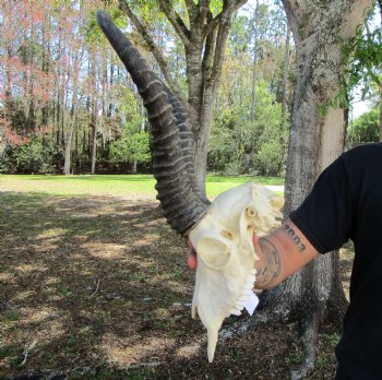 Male African Springbok Skull <font color=red> Good Quality</font> with 11-3/4 inches Horns for $69.99