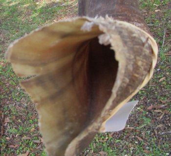 37-1/2 inches Kudu Horn (27-3/4 inches straight) - Buy this one for $99.99 