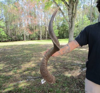 40-7/8 inches Large Kudu Horn (28-1/2 inches Straight)  - Buy this one for $124.99 