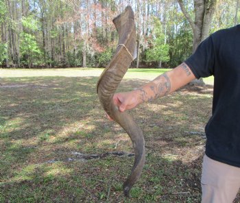 41-1/4 inches Large Kudu Horn (30 inches Straight)  - Buy this one for $124.99  (SHIPS UPS)