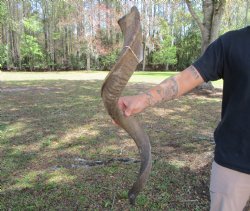 41-1/4 inches Large...