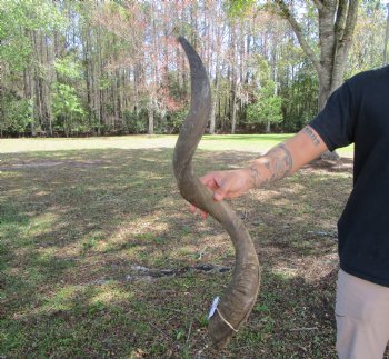 41-1/4 inches Large Kudu Horn (30 inches Straight)  - Buy this one for $124.99  (SHIPS UPS)