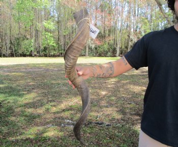 37-1/2 inches Kudu Horn (27-3/4 inches straight) - Buy this one for $99.99