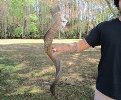 37-1/2 inches Kudu ...