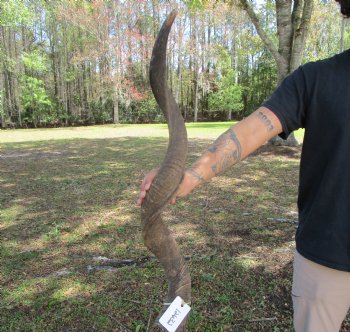38-1/4 inches Kudu Horn (29-3/4 inches straight) - Buy this one for $99.99 (SHIPS UPS ONLY)