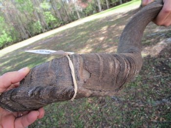 38-1/4 inches Kudu Horn (29-3/4 inches straight) - Buy this one for $99.99 (SHIPS UPS ONLY)