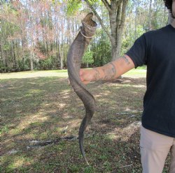 33-7/8 inches Kudu ...