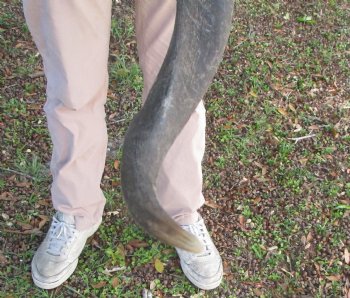 33-7/8 inches Kudu Horn (26 inches straight) - Buy this one for $79.99