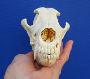 7-3//4 inches Genuine Coyote Skull - Buy this one for $44.99