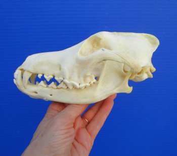 7-3//4 inches Genuine Coyote Skull - Buy this one for $44.99