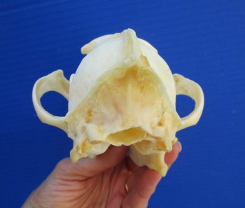 7-3//4 inches Genuine Coyote Skull - Buy this one for $44.99