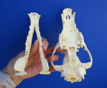 7-3//4 inches Genuine Coyote Skull - Buy this one for $44.99