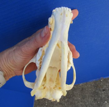 7-3//4 inches Genuine Coyote Skull - Buy this one for $44.99