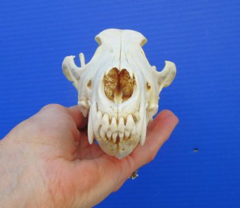 8-3/8 inches Genuine Coyote Skull (tiny hole) - Buy this one for $39.99