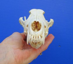8-3/8 inches Genuine Coyote Skull (tiny hole) - Buy this one for $39.99