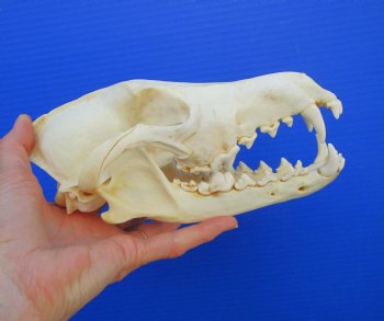 8-3/8 inches Genuine Coyote Skull (tiny hole) - Buy this one for $39.99