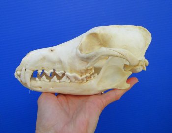 8-3/8 inches Genuine Coyote Skull (tiny hole) - Buy this one for $39.99