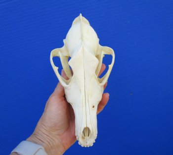 8-3/8 inches Genuine Coyote Skull (tiny hole) - Buy this one for $39.99