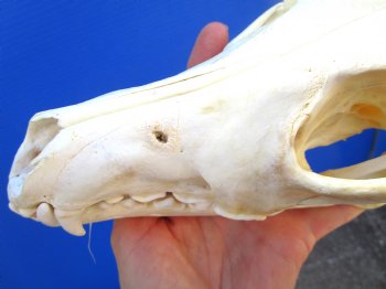 8-3/8 inches Genuine Coyote Skull (tiny hole) - Buy this one for $39.99