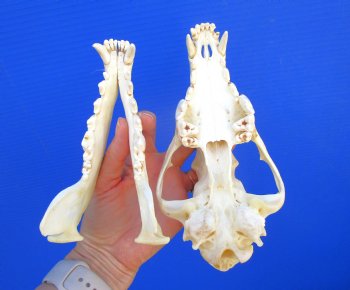 8-3/8 inches Genuine Coyote Skull (tiny hole) - Buy this one for $39.99