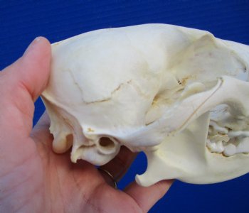 7-3/4 inches American Coyote Skull - Buy this one for $44.99