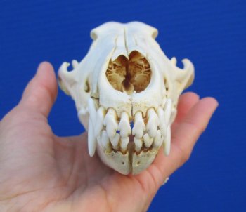 7-3/4 inches American Coyote Skull - Buy this one for $44.99