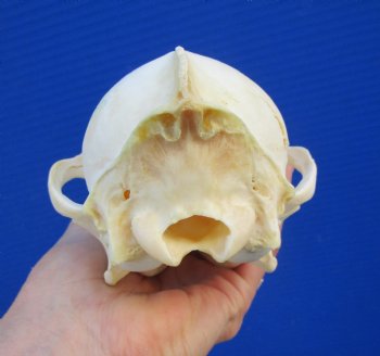 7-3/4 inches American Coyote Skull - Buy this one for $44.99