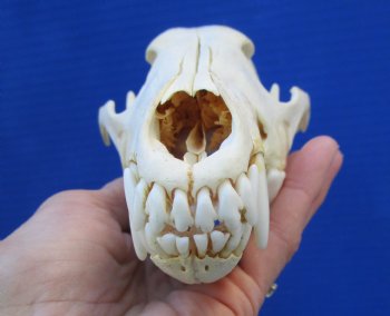 7-3/4 inches American Coyote Skull - Buy this one for $44.99