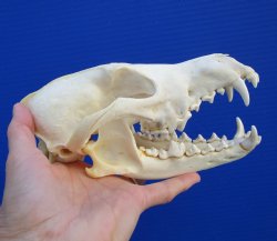 8 inches Coyote Skull - Buy this one for $44.99