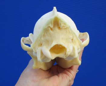 8 inches Coyote Skull - Buy this one for $44.99