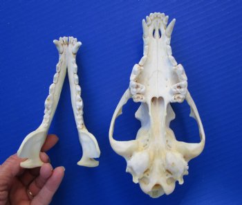 8 inches Coyote Skull - Buy this one for $44.99