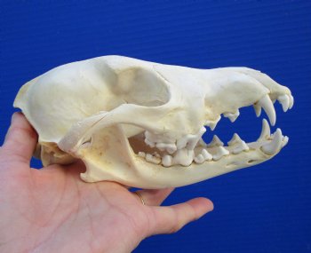 7-1/4 inches Genuine Coyote Skull - Buy this one for $44.99