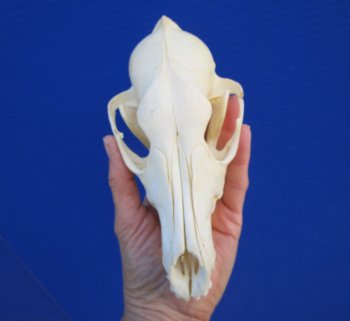 7-1/4 inches Genuine Coyote Skull - Buy this one for $44.99