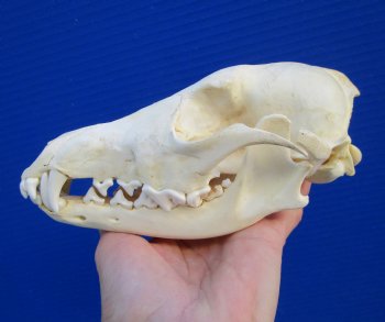 7-1/4 inches Genuine Coyote Skull - Buy this one for $44.99