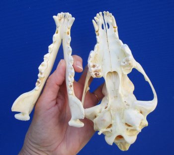 7-1/4 inches Genuine Coyote Skull - Buy this one for $44.99
