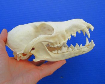 7-1/2 inches Genuine Coyote Skull (missing a front tooth) - Buy this one for $39.99