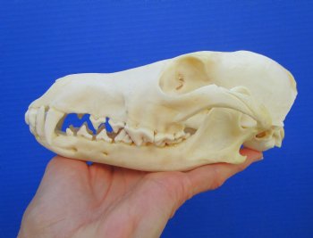 7-1/2 inches Genuine Coyote Skull (missing a front tooth) - Buy this one for $39.99