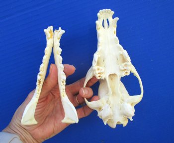 7-1/2 inches Genuine Coyote Skull (missing a front tooth) - Buy this one for $39.99