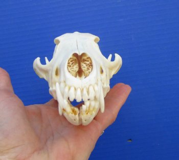 7-1/2 inches Genuine Coyote Skull (missing a front tooth) - Buy this one for $39.99