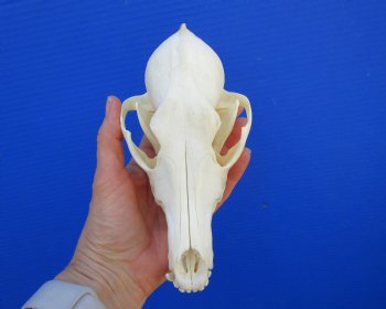 7-1/2 inches Genuine Coyote Skull (missing a front tooth) - Buy this one for $39.99