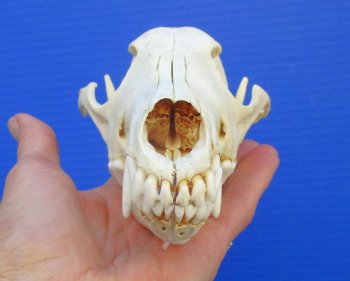 7-1/2 inches Genuine Coyote Skull - Buy this one for $44.99