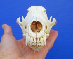7-1/2 inches Genuine Coyote Skull - Buy this one for $44.99