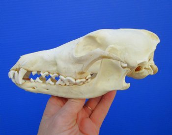 7-1/2 inches Genuine Coyote Skull - Buy this one for $44.99