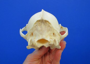 7-1/2 inches Genuine Coyote Skull - Buy this one for $44.99