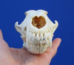 7 inches Authentic Coyote Skull - Buy this one for $44.99