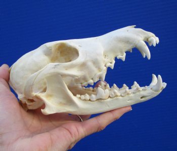 7 inches Authentic Coyote Skull - Buy this one for $44.99