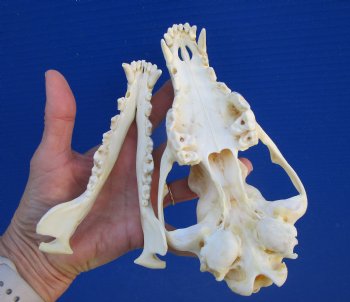 7 inches Authentic Coyote Skull - Buy this one for $44.99