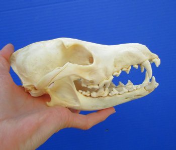 7-1/2 inches Genuine Coyote Skull (missing a front tooth) - Buy this one for $39.99