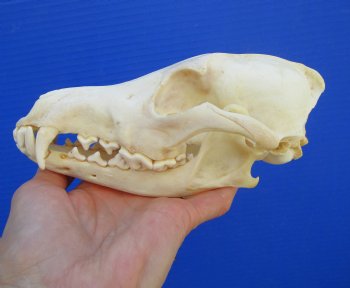 7-1/2 inches Genuine Coyote Skull (missing a front tooth) - Buy this one for $39.99
