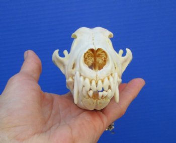7-1/2 inches Genuine Coyote Skull (missing a front tooth) - Buy this one for $39.99
